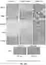 Fig. 27 - Method for measuring MRE11 in tissues to predict cystectomy or bladder sparing surgery plus chemoradiation therapy