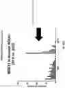 Fig. 28 - Method for measuring MRE11 in tissues to predict cystectomy or bladder sparing surgery plus chemoradiation therapy
