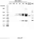 Fig. 09 - Compositions and methods for rapid production of versatile nanobody repertoires