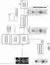 Fig. 08 - Patient-Adaptive Nuclear Imaging