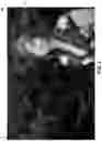 Fig. 02 - Voice controlled camera with AI scene detection for precise focusing