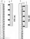 Fig. 07 - Micro light-emitting diode (LED) elements and display