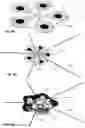 Fig. 07 - Stretchable structure comprising a conductive path and a method for manufacturing the structure