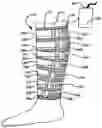 Fig. 01 - Compression garment apparatus