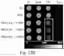 Fig. 19 - Synthetic polypeptides and uses thereof