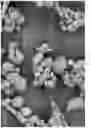 Fig. 06 - Oxidized cellulose microspheres