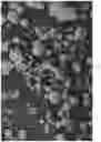 Fig. 08 - Oxidized cellulose microspheres