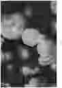 Fig. 09 - Oxidized cellulose microspheres