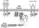 Fig. 01 - Crystalline form of (S)-N-(5-((R)-2-(2,5-difluorophenyl)-pyrrolidin-1-YL)-pyrazolo[1,5-A]pyrimidin-3-YL)-3-hydroxypyrrolidine-1-carboxamide hydrogen sulfate
