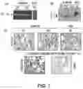 Fig. 08 - METHODS OF USE OF INHIBITORS OF PHOSPHODIESTERASES AND MODULATORS OF NITRIC OXIDE, REACTIVE OXYGEN SPECIES, AND METALLOPROTEINASES IN THE TREATMENT OF PEYRONIE'S DISEASE, ARTERIOSCLEROSIS AND OTHER FIBROTIC DISEASES