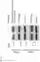 Fig. 10 - COMPOSITIONS AND METHODS FOR THE TREATMENT OF LYSOSOMAL STORAGE DISORDERS AND DISORDERS CHARACTERIZED BY LYSOSOMAL DYSFUNCTION