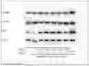 Fig. 01 - POLYPHENOL GLYCOSIDE-CONTAINING COMPOSITION
