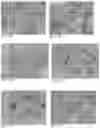 Fig. 42 - Pharmaceutical composition for improving health, cure abnormalities and degenerative disease, achieve anti-aging effect of therapy and therapeutic effect on mammals and method thereof