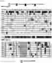 Fig. 09 - Peptides and combination of peptides for use in immunotherapy against epithelial ovarian cancer and other cancers