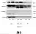 Fig. 06 - PLATELET RICH PLASMA FORMULATIONS