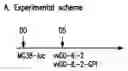 Fig. 01 - ONCOLYTIC VIRUS THERAPY