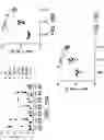 Fig. 18 - ONCOLYTIC VIRUS THERAPY