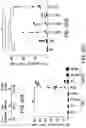 Fig. 31 - ONCOLYTIC VIRUS THERAPY