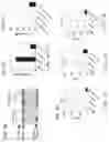 Fig. 07 - Augmenting the immune response by promoting cell death of immune cells