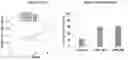 Fig. 01 - PEPTIDES AND METHODS OF TREATING DYSTROPHY-RELATED DISORDERS USING THE SAME