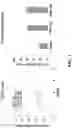 Fig. 02 - PEPTIDES AND METHODS OF TREATING DYSTROPHY-RELATED DISORDERS USING THE SAME