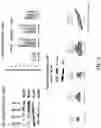 Fig. 03 - PEPTIDES AND METHODS OF TREATING DYSTROPHY-RELATED DISORDERS USING THE SAME