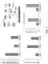 Fig. 04 - PEPTIDES AND METHODS OF TREATING DYSTROPHY-RELATED DISORDERS USING THE SAME