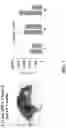 Fig. 05 - PEPTIDES AND METHODS OF TREATING DYSTROPHY-RELATED DISORDERS USING THE SAME