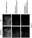 Fig. 06 - PEPTIDES AND METHODS OF TREATING DYSTROPHY-RELATED DISORDERS USING THE SAME