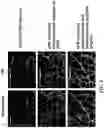 Fig. 07 - PEPTIDES AND METHODS OF TREATING DYSTROPHY-RELATED DISORDERS USING THE SAME