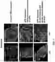 Fig. 08 - PEPTIDES AND METHODS OF TREATING DYSTROPHY-RELATED DISORDERS USING THE SAME