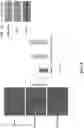 Fig. 09 - PEPTIDES AND METHODS OF TREATING DYSTROPHY-RELATED DISORDERS USING THE SAME