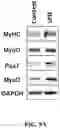 Fig. 10 - PEPTIDES AND METHODS OF TREATING DYSTROPHY-RELATED DISORDERS USING THE SAME