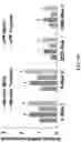 Fig. 12 - PEPTIDES AND METHODS OF TREATING DYSTROPHY-RELATED DISORDERS USING THE SAME