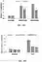 Fig. 16 - PEPTIDES AND METHODS OF TREATING DYSTROPHY-RELATED DISORDERS USING THE SAME