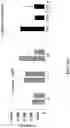 Fig. 20 - PEPTIDES AND METHODS OF TREATING DYSTROPHY-RELATED DISORDERS USING THE SAME