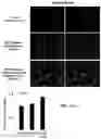 Fig. 22 - PEPTIDES AND METHODS OF TREATING DYSTROPHY-RELATED DISORDERS USING THE SAME