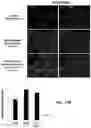 Fig. 23 - PEPTIDES AND METHODS OF TREATING DYSTROPHY-RELATED DISORDERS USING THE SAME