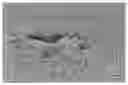 Fig. 01 - Injectable self-assembling antibacterial peptide hydrogels