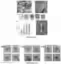Fig. 07 - Injectable self-assembling antibacterial peptide hydrogels