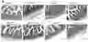 Fig. 01 - Bioengineered lactobacillus probiotics and the uses thereof