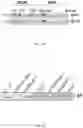 Fig. 02 - Bioengineered lactobacillus probiotics and the uses thereof