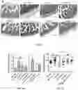 Fig. 19 - Bioengineered lactobacillus probiotics and the uses thereof