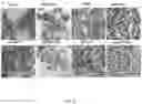 Fig. 25 - Bioengineered lactobacillus probiotics and the uses thereof