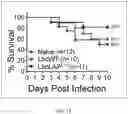 Fig. 28 - Bioengineered lactobacillus probiotics and the uses thereof