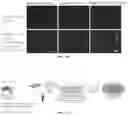 Fig. 33 - Heparin-associated polypeptides and uses thereof