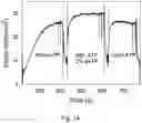 Fig. 02 - Engineering the RRM2 subunit of ribonucleotide reductase to resist degradation