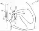 Fig. 01 - APPARATUS, SYSTEMS, AND METHODS FOR HIS BUNDLE LEAD PLACEMENT