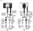 Fig. 04 - Artificial retina system for improving contrast sensitivity