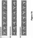 Fig. 331 - Compositions comprising HIV envelopes to induce CH235 lineage antibodies